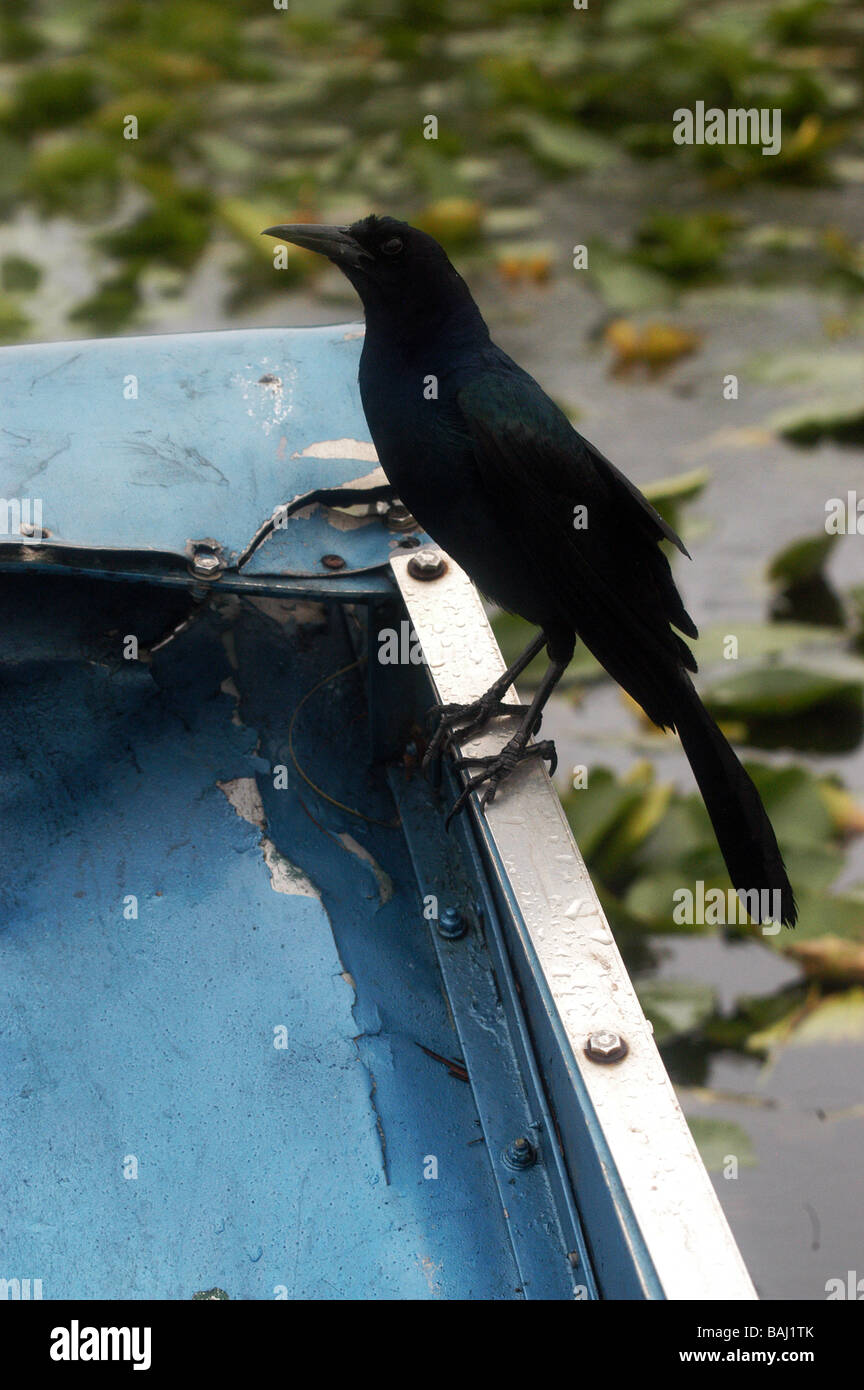 Boot-angebundene Grackle auf ein Luftboot in den everglades Stockfoto