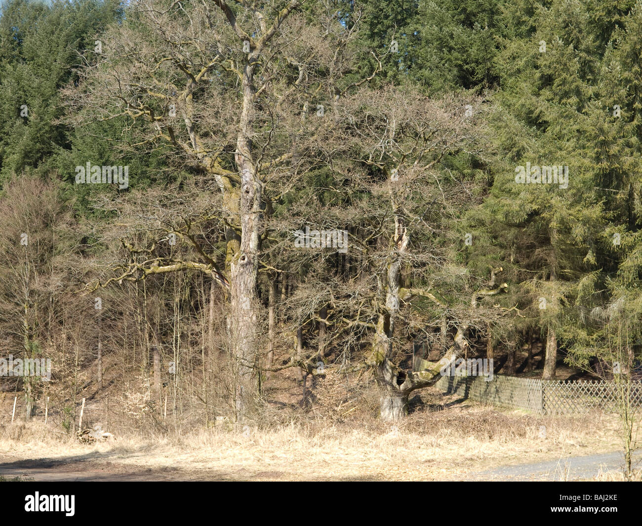 zwei alte Eichen in Gettenbachtal im Gründau Hessen Deutschland Stockfoto