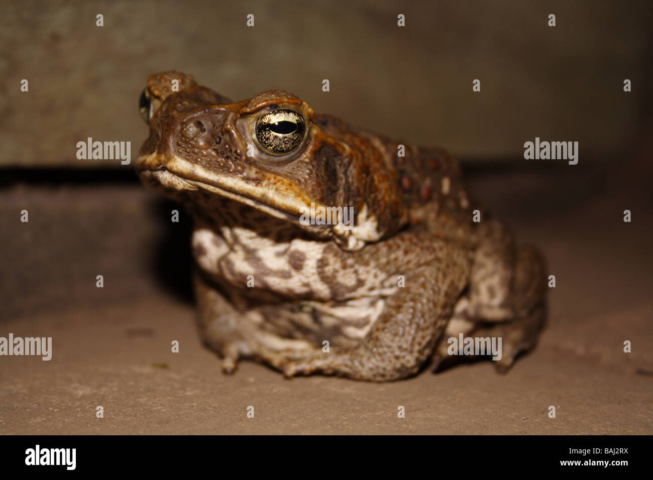 Cane Toad Seite auf in Australien Stockfoto