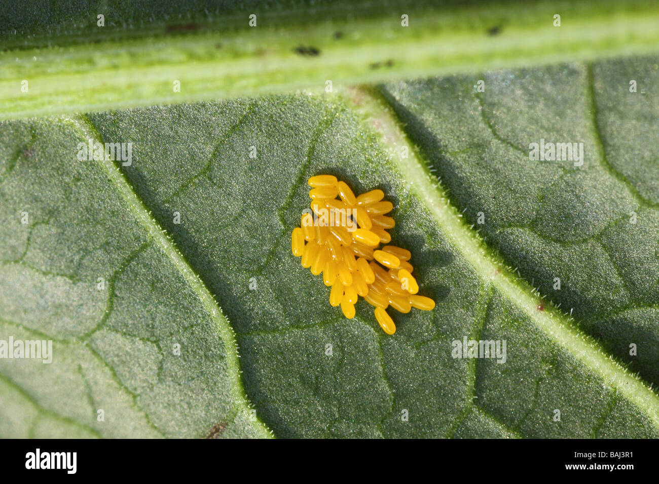 der Leaf Beetle Gastrophysa Viridula Eiablage unter einem Dock Blatt im Frühling Stockfoto