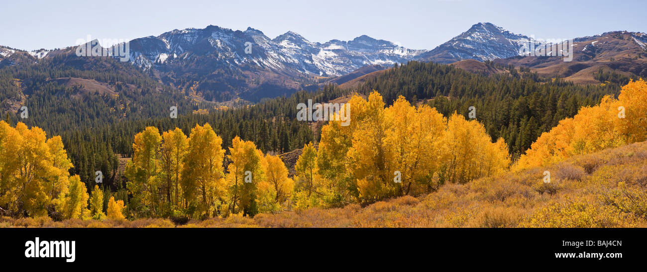 fallen Sie, Aspen und Sonora Pass Sierra Nevada in Kalifornien Stockfoto