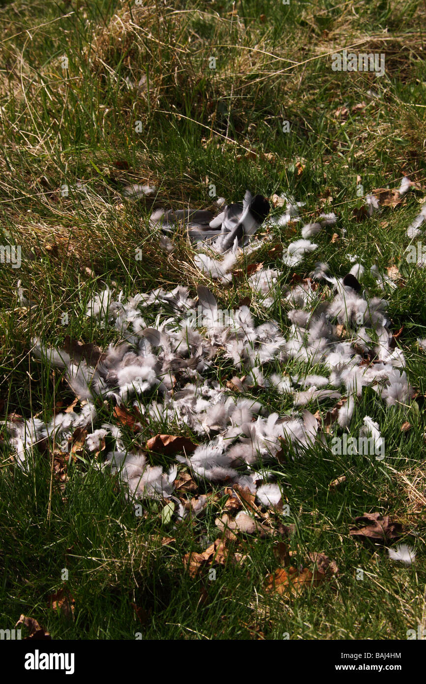 bleibt von einer Ringeltaube nach von einem Sperber angegriffen Stockfoto