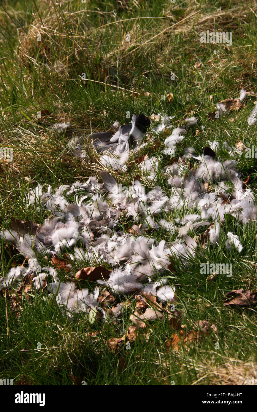 bleibt von einer Ringeltaube nach von einem Sperber angegriffen Stockfoto