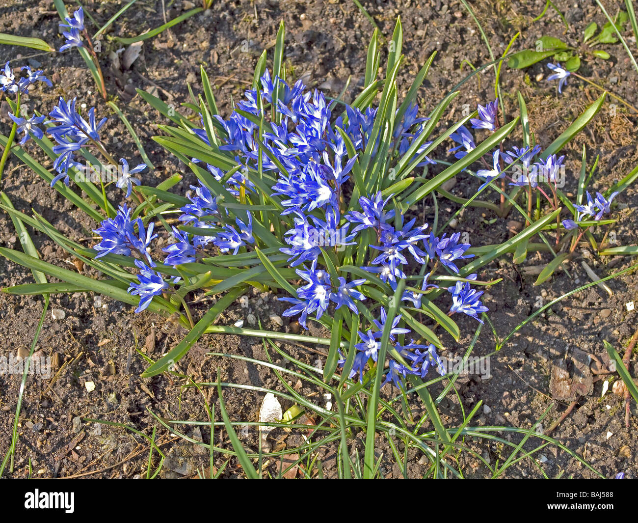Scilla Bifolia blaue Blume blühen im Frühling im Naturpark Fränkische  Schweiz-Bayern-Deutschland Stockfotografie - Alamy