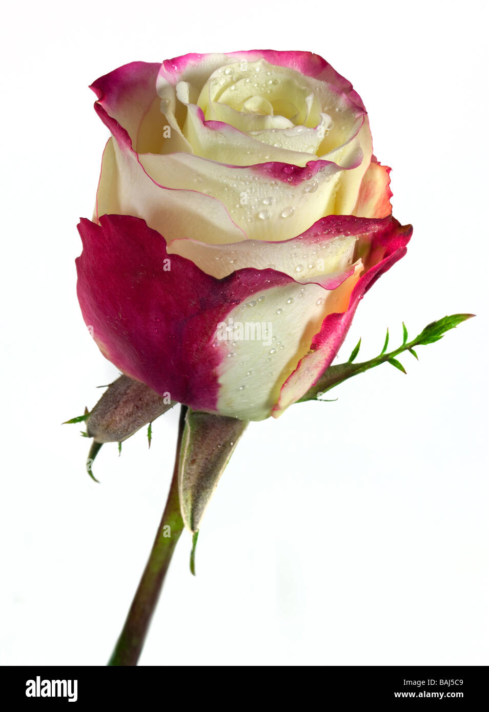 Rosa und weiße Rose Stockfoto