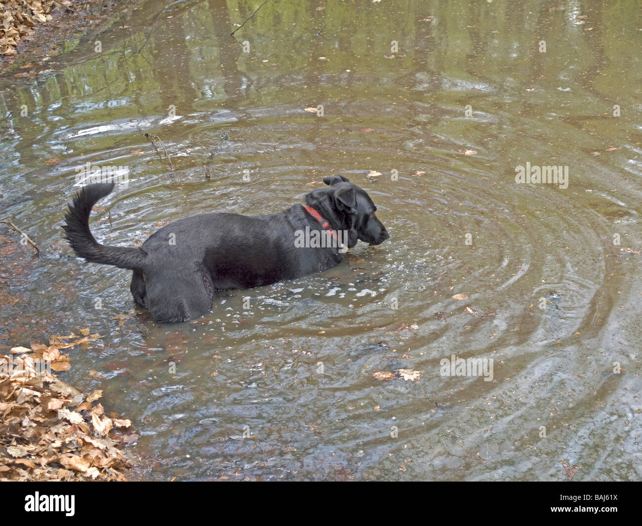 halbe Rasse Labrador stehend in den Teich im Vogelsberg Hessen Deutschland Stockfoto
