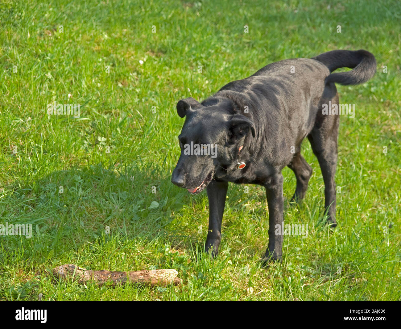 halbe Rasse Labrador auf der Wiese stehen und blickte auf seinen Stock in der Nähe von Weißenohe Oberfranken Bayern Deutschland Stockfoto