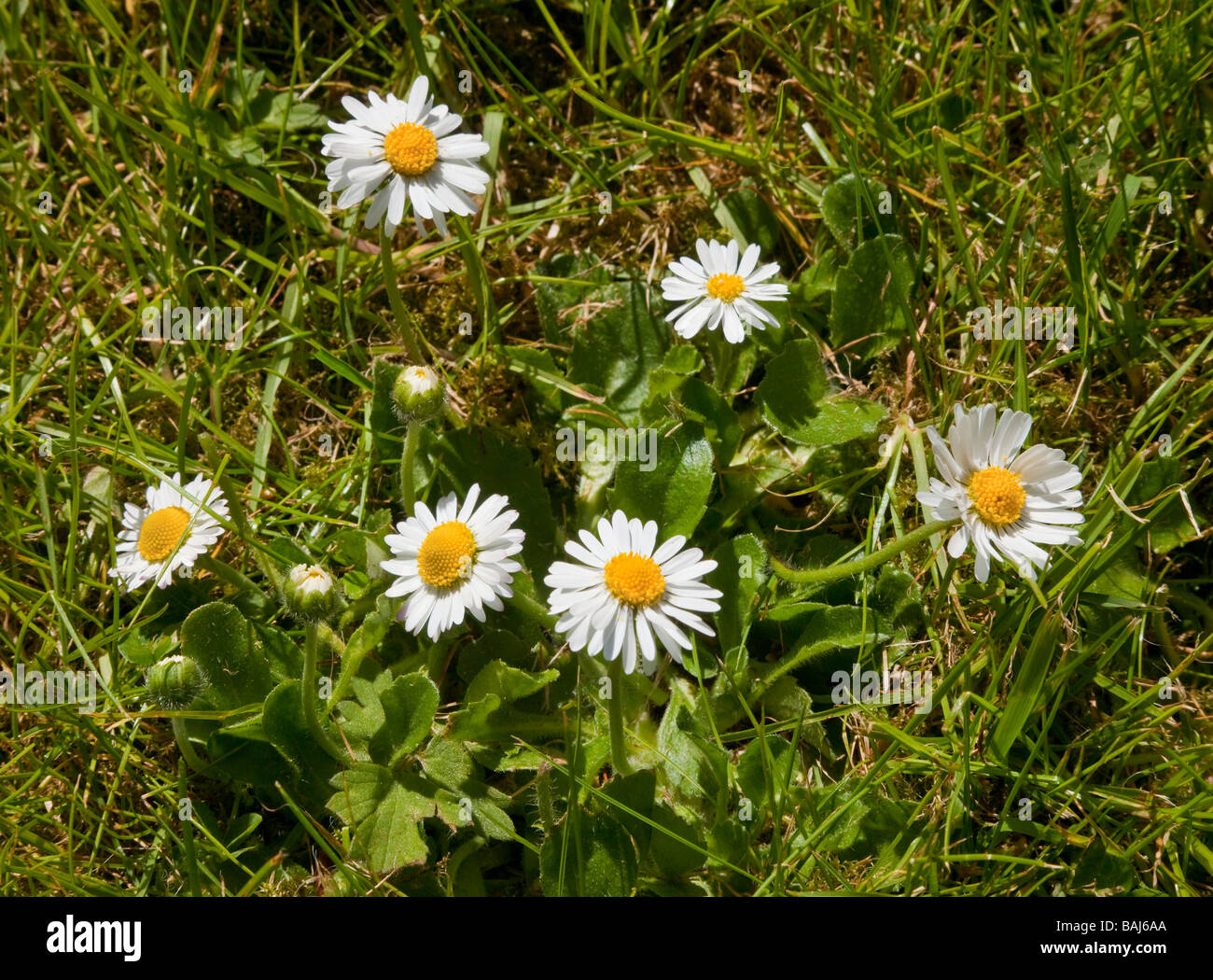Bellis Perennis ist eine gemeinsame europäische Arten von Daisy, gemeinsame Daisy Lawn Daisy Englisch Daisy Stockfoto