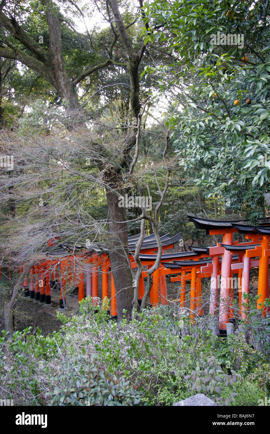 Reihen von Torii-Tore bei Fushumi Inari-Taisha Kyoto Japan Stockfoto