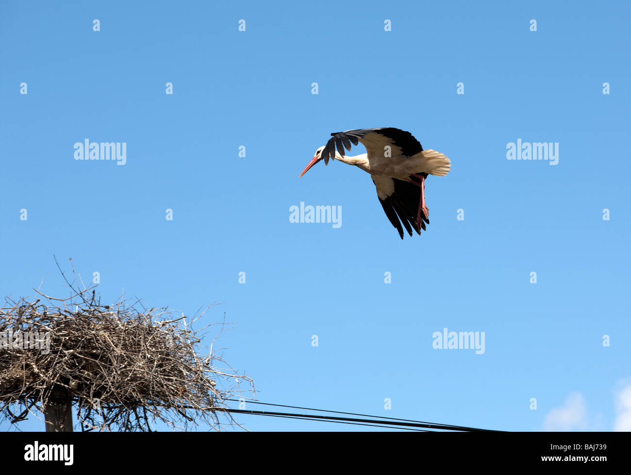 Weißstorch / Ciconia Ciconia / Landung auf Nest. Alentajo. Portugal Stockfoto