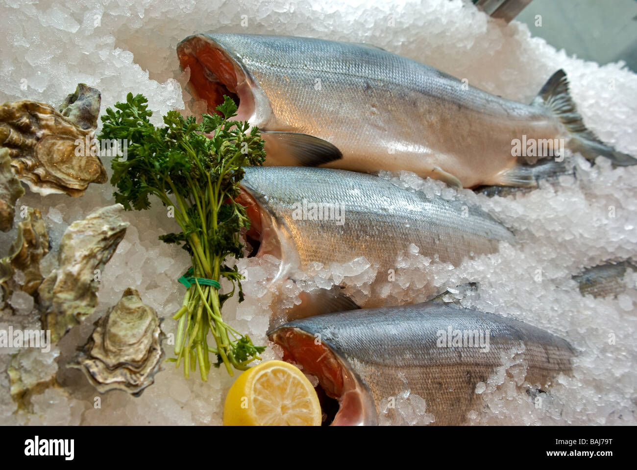 Chum Lachs und Austern auf crushed Ice für Verkauf im Fisch-Shop-Schaufenster Stockfoto