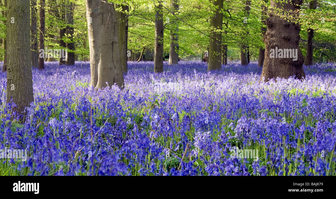 Teppich aus englischen native Glockenblumen in alten Laub-Wäldern. Stockfoto