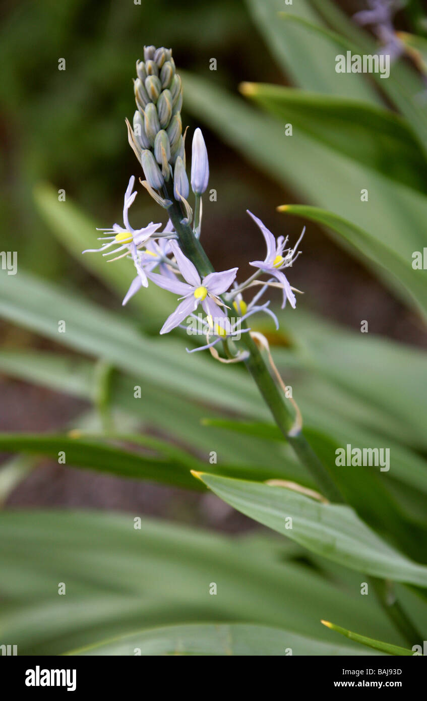Gemeinsamen Camas oder Cusick ist Camas, Camassia Cusickii, Agavaceae, Kalifornien und östlichen Oregon, USA, Nordamerika Stockfoto