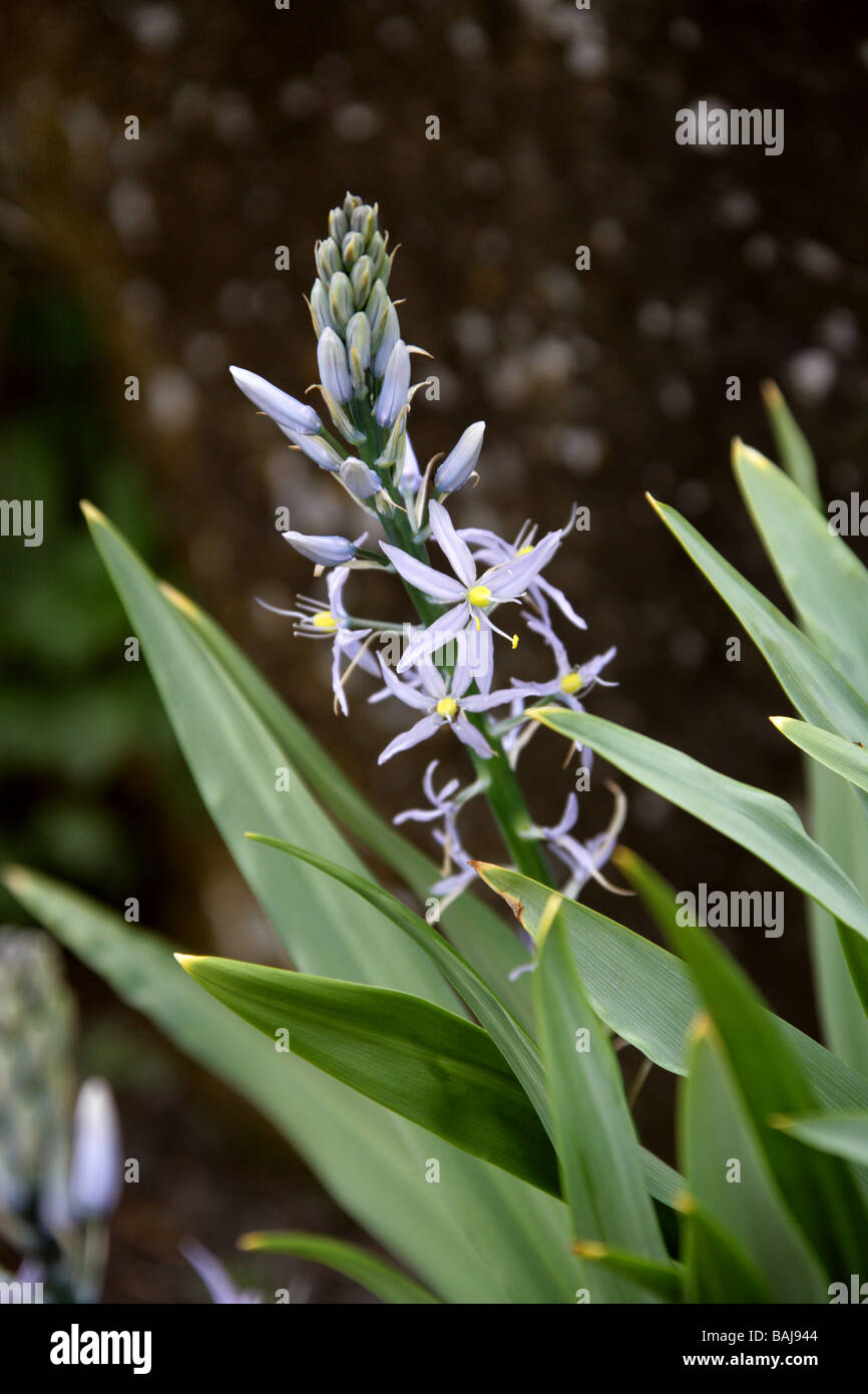 Gemeinsamen Camas oder Cusick ist Camas, Camassia Cusickii, Agavaceae, Kalifornien und östlichen Oregon, USA, Nordamerika Stockfoto