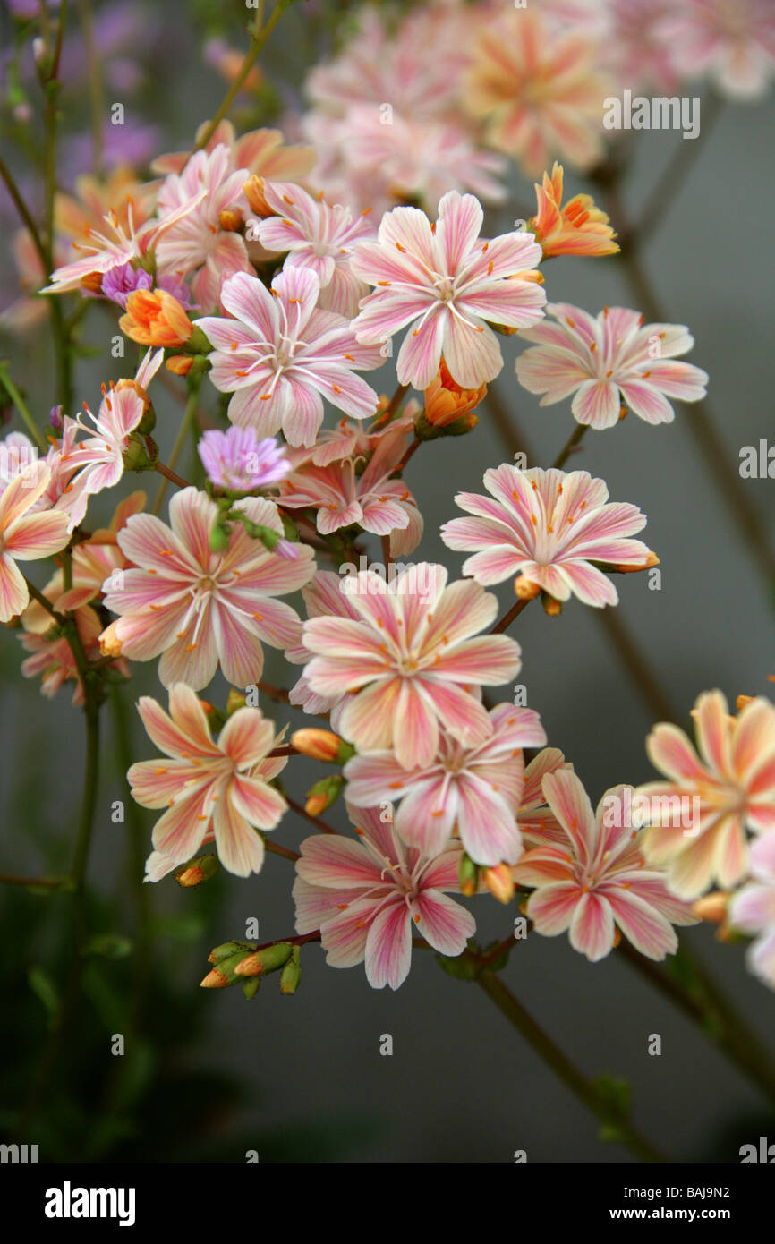 Lewisia Cotyledon, Portulacaceae, Oregon und Kalifornien, USA, Nordamerika Stockfoto