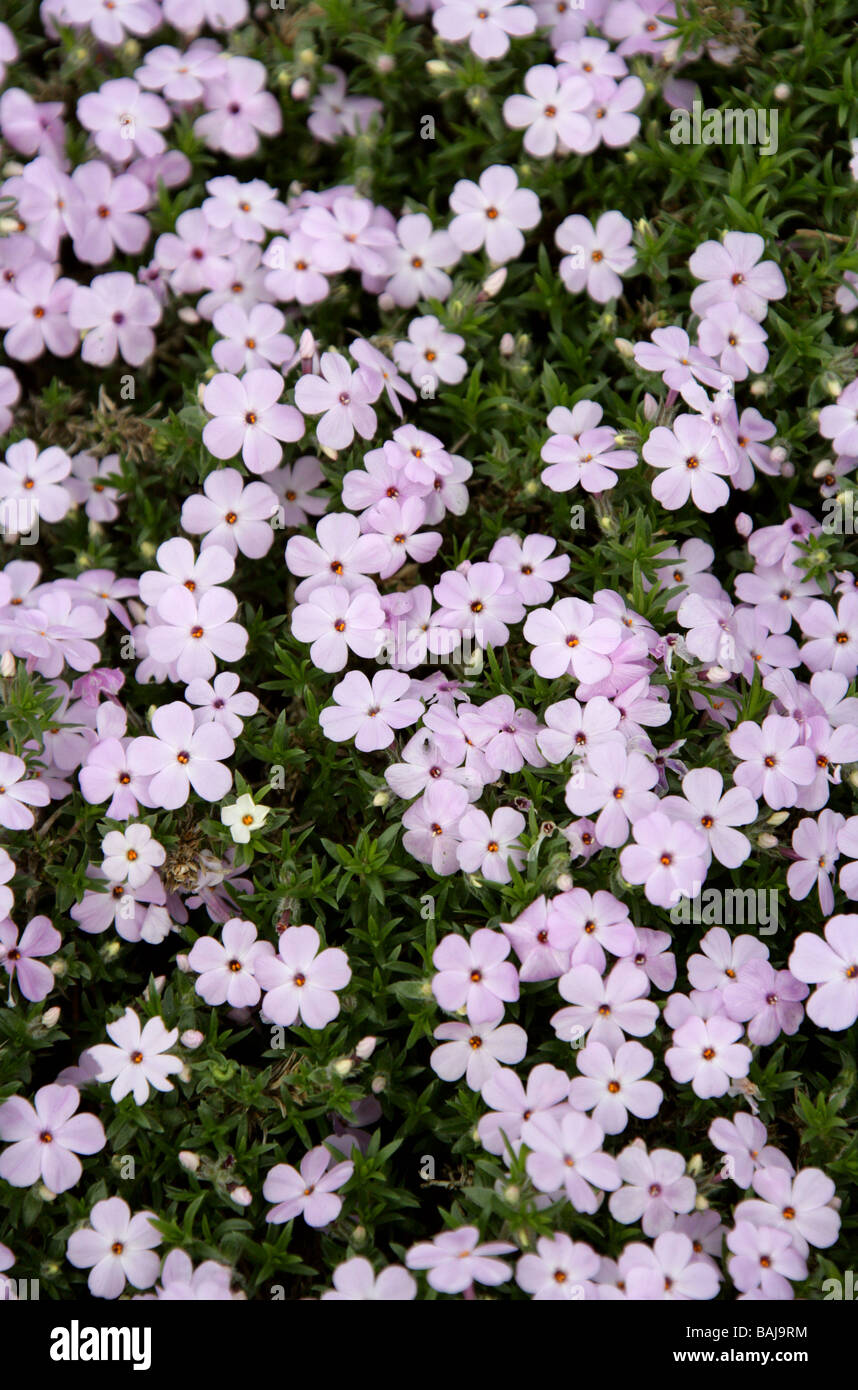 Kriechende Phlox, Phlox Douglasii Rosea, Polemoniaceae Stockfoto