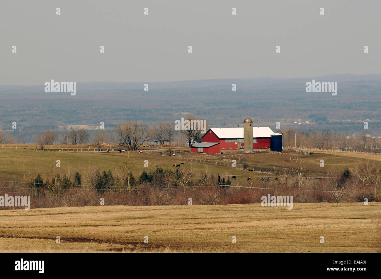 Ein Bauernhof mit roten Scheune und Kühe weiden auf Schlepper Plateau Hügel außerhalb der Lowville im oberen Staat New York. Stockfoto