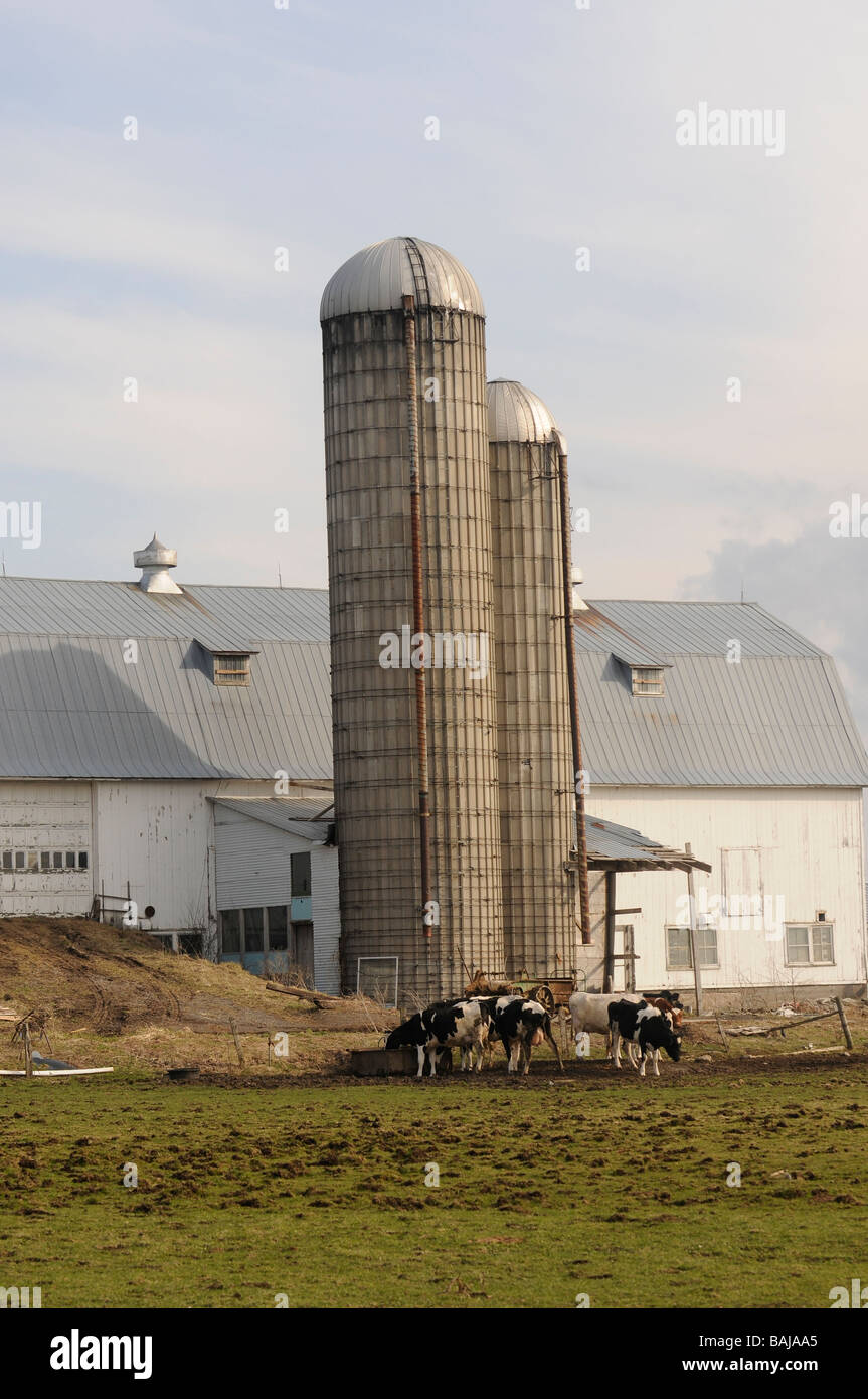 Kühe fressen in einem Milchviehbetrieb in oberen Staat New York außerhalb Lowville. Stockfoto