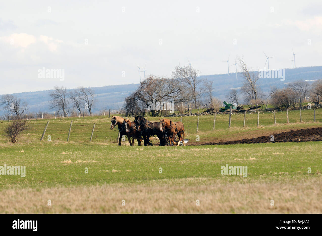 Amische Landwirt Pflügen mit Pferdegespann Stockfoto