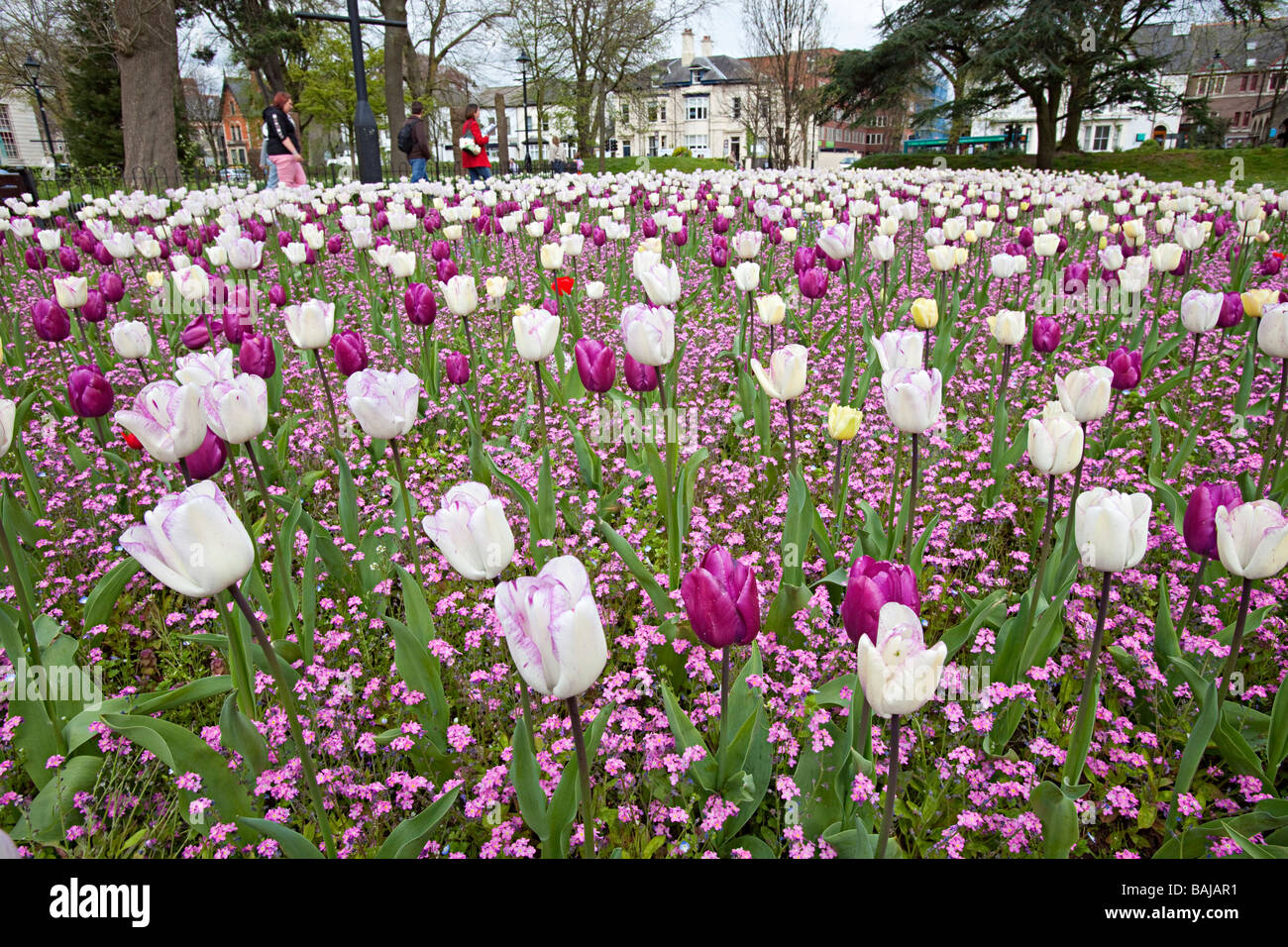 Weiß-rosa Tulpen im Park Bettwäsche Garten in Stadt Zentrum Cardiff Wales UK Stockfoto