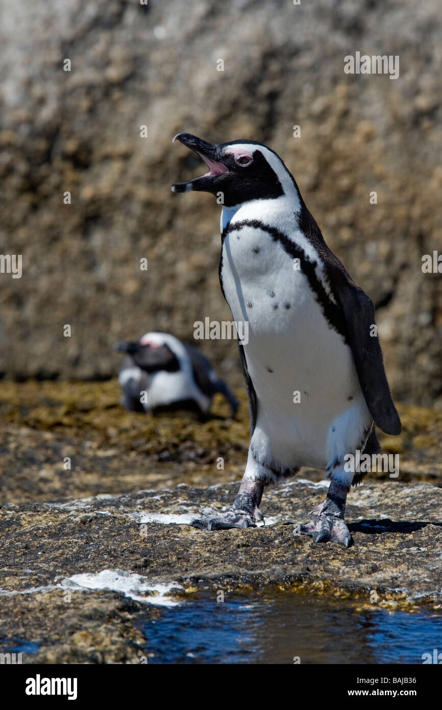 Afrikanische Pinguin Spheniscus Demersus am Boulder Beach Simons Town-Südafrika Stockfoto