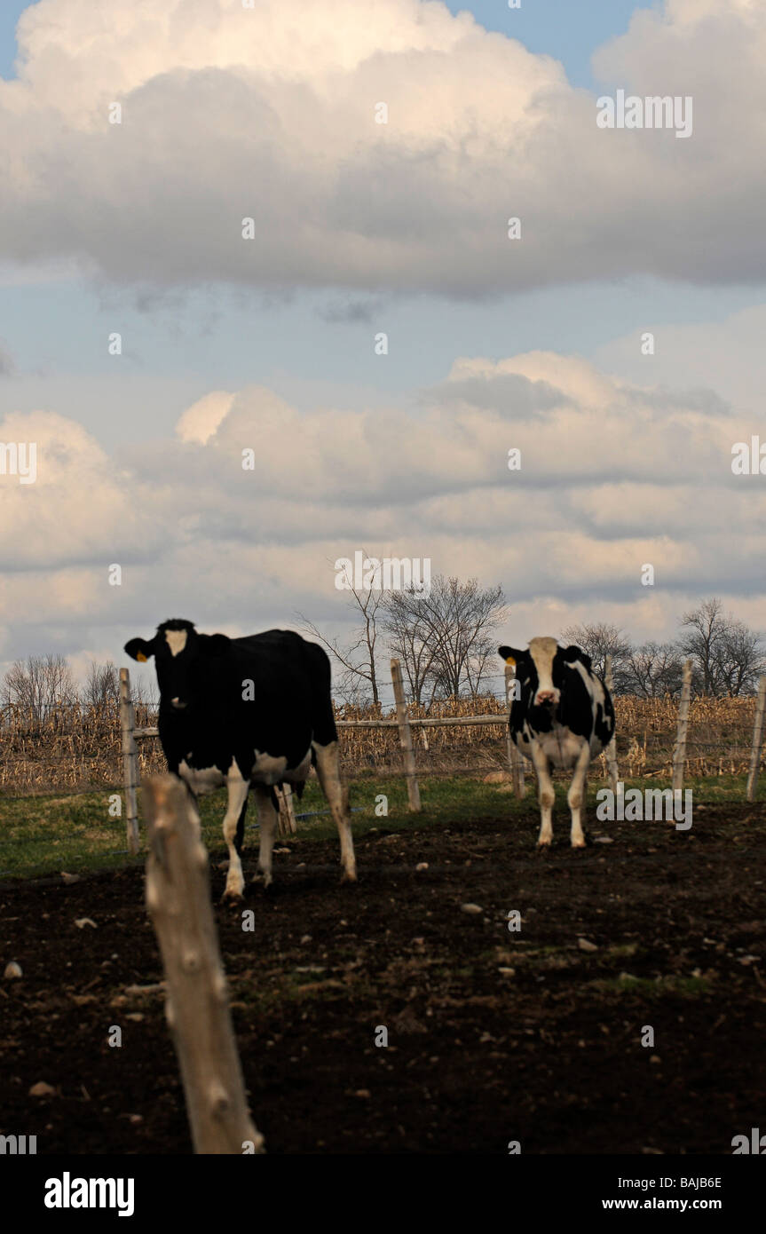 Kühe in einem Feld Fütterung auf Milchviehbetrieb in oberen Staat New York Stockfoto