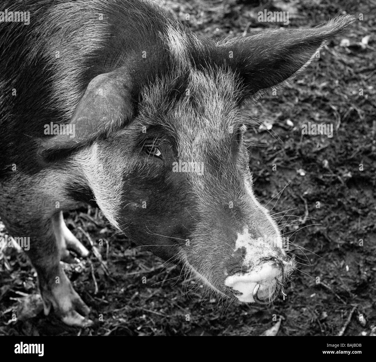 Schwein Northland Neuseeland Stockfoto