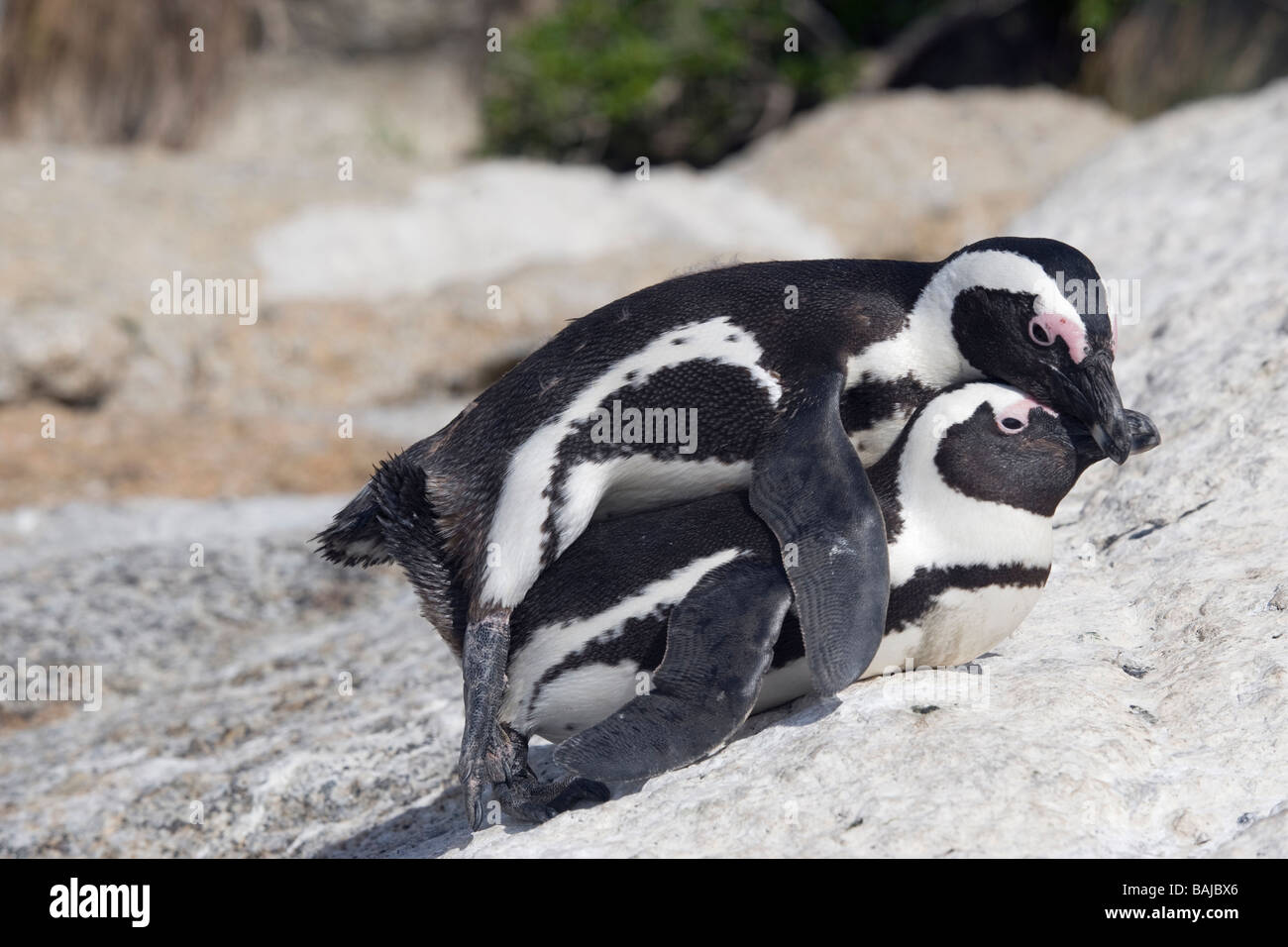 Afrikanische Pinguin Spheniscus Demersus Paarung am Boulder Beach Simons Town-Südafrika Stockfoto
