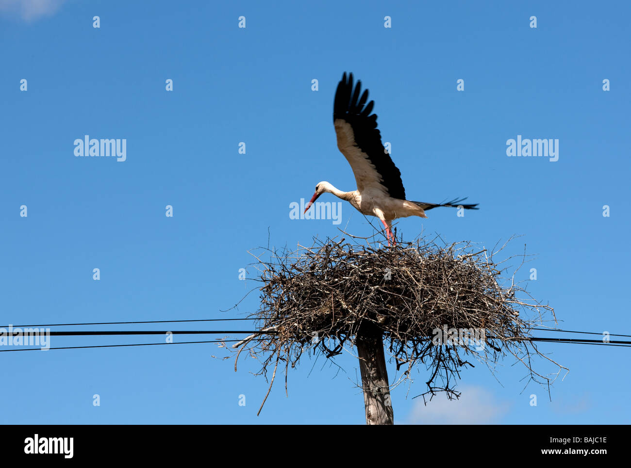 Weißstorch / Ciconia Ciconia / Landung auf Nest. Alentajo. Portugal Stockfoto