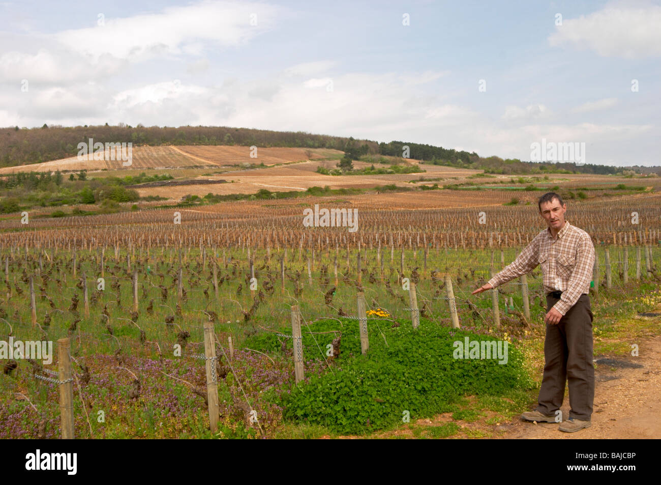 Pinot Noir Weingut, Philippe Bernard, Eigentümer Winzer Clos St. Louis fixin Côte de Nuits Burgund Frankreich Stockfoto
