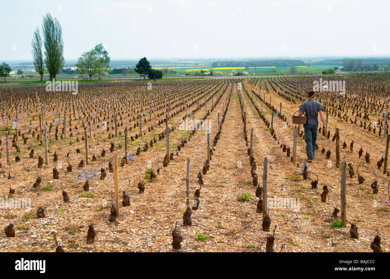 Mann die Neupflanzung im Frühjahr Pinot Noir Clos St. Louis fixin Côte de Nuits Burgund Frankreich Stockfoto