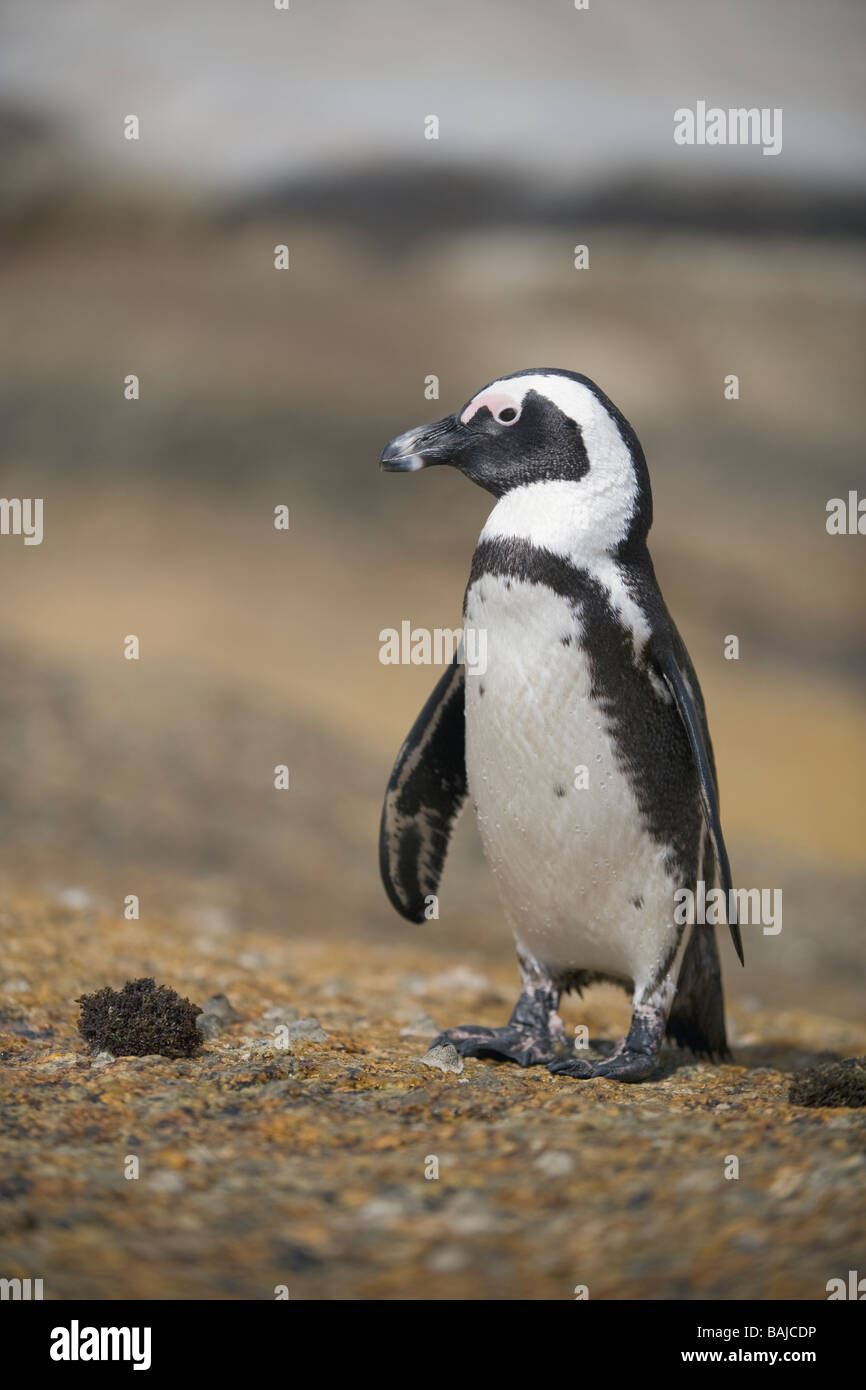 Afrikanische Pinguin Spheniscus Demersus am Boulder Beach Simons Town-Südafrika Stockfoto