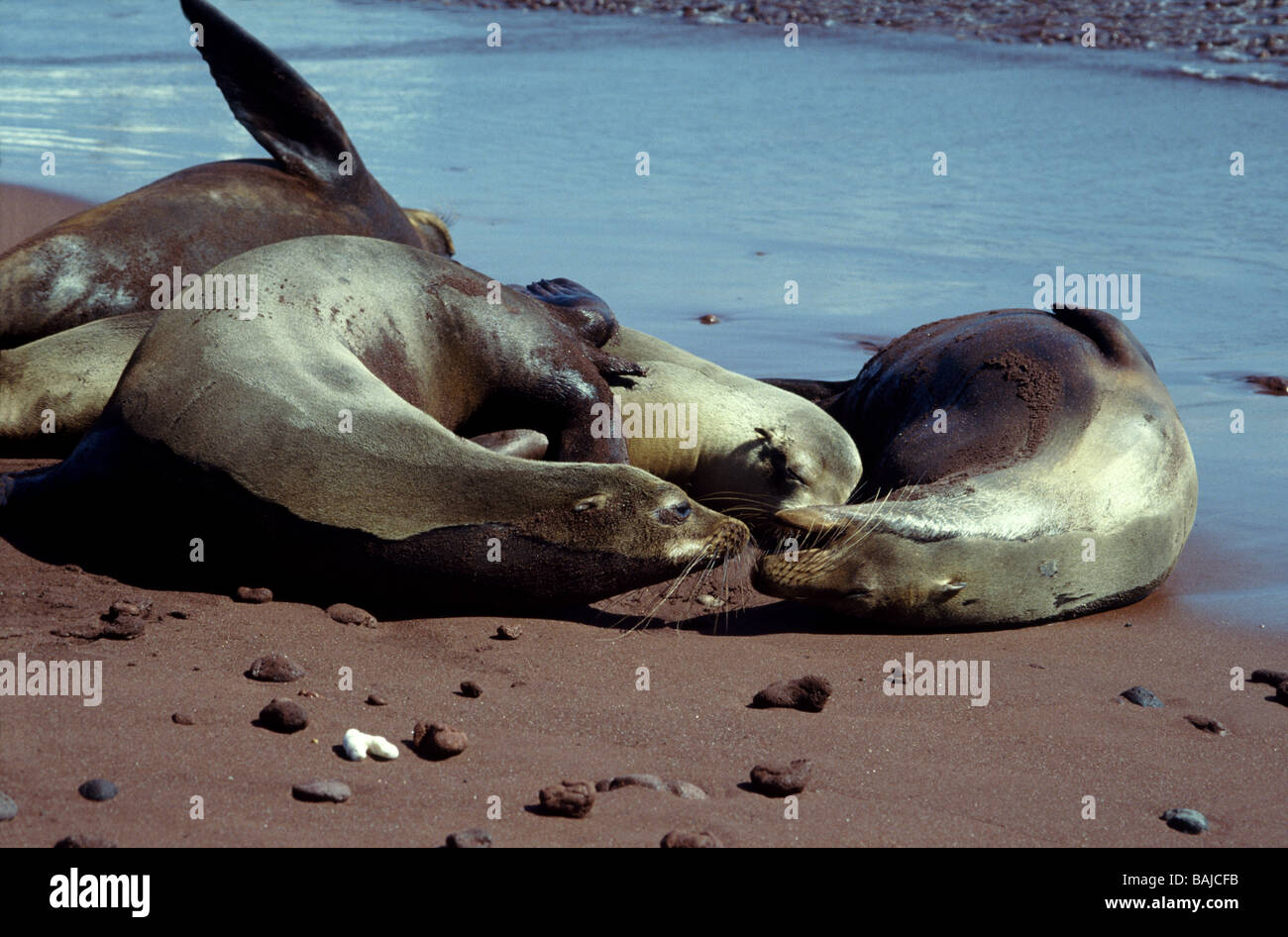 Galapagos-Inseln. Galapagos-Seelöwe "Zalophus Wollebacki" zwei adulte Weibchen aggressiv zueinander. Stockfoto