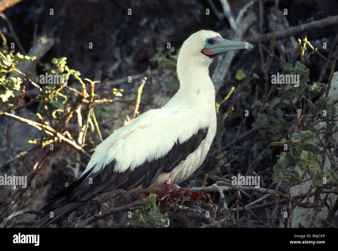 Galapagos-Inseln. Red-footed Tölpel "Sula Sula" Erwachsenen der weißen Form des Red-footed Sprengfallen. Stockfoto