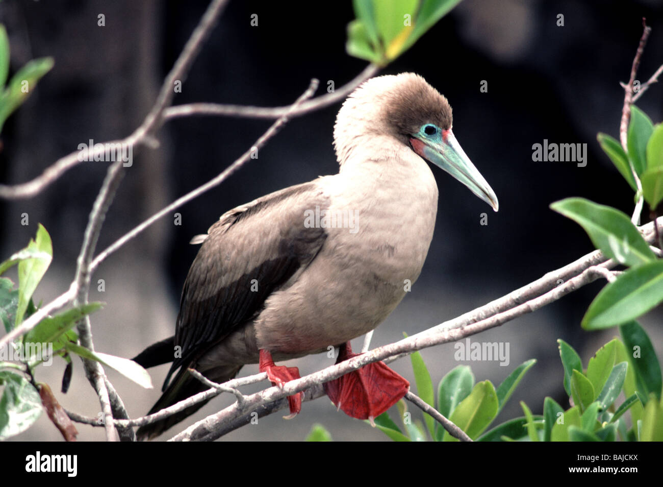 Galapagos-Inseln. Red-footed Tölpel 'Sula Sula"Erwachsenen in einem Mangroven-Baum thront. Stockfoto