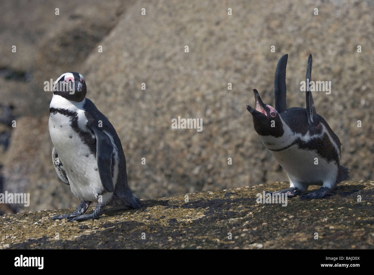 Afrikanische Pinguin Spheniscus Demersus am Boulder Beach Simons Town-Südafrika Stockfoto