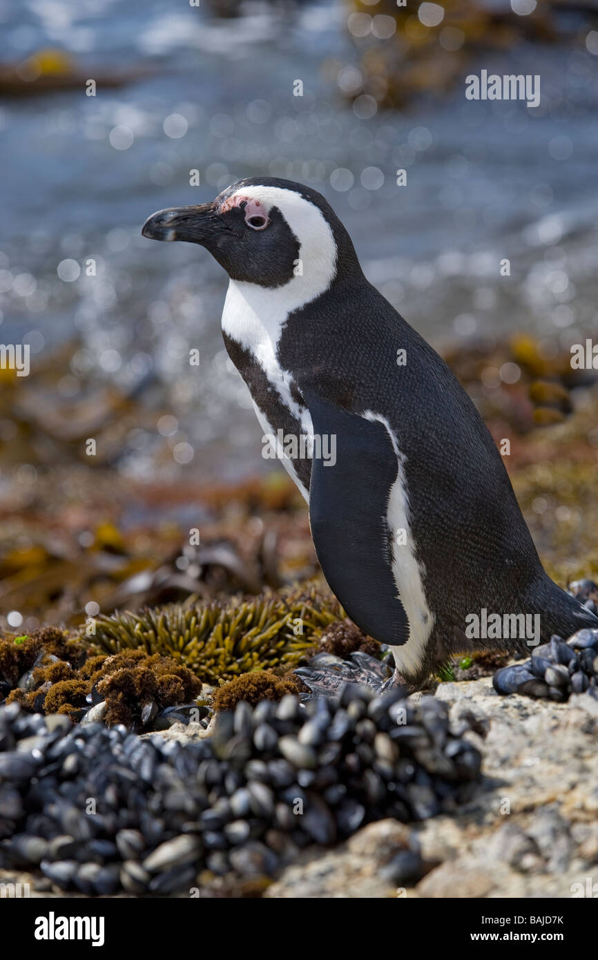 Afrikanische Pinguin Spheniscus Demersus am Boulder Beach Simons Town-Südafrika Stockfoto