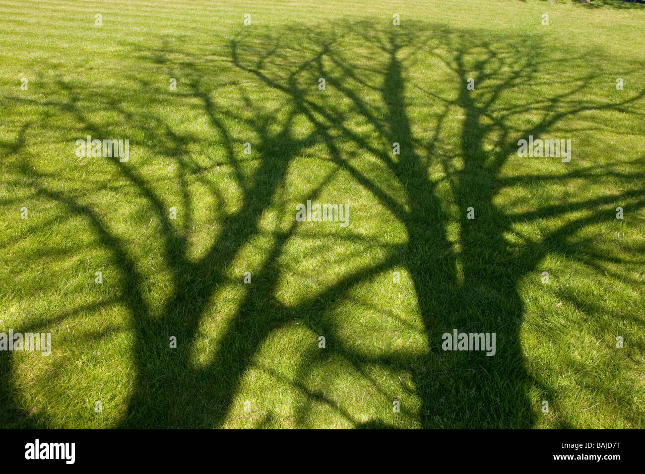 Der Schatten der Bäume auf einer frisch gemähten Wiese in England im Frühjahr Stockfoto
