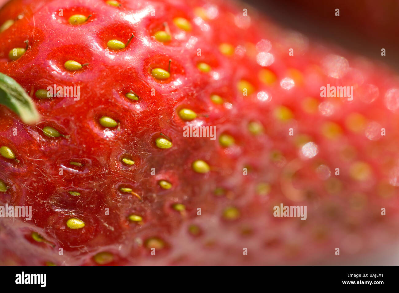 Makro rote Erdbeere vor weißem Hintergrund Stockfoto