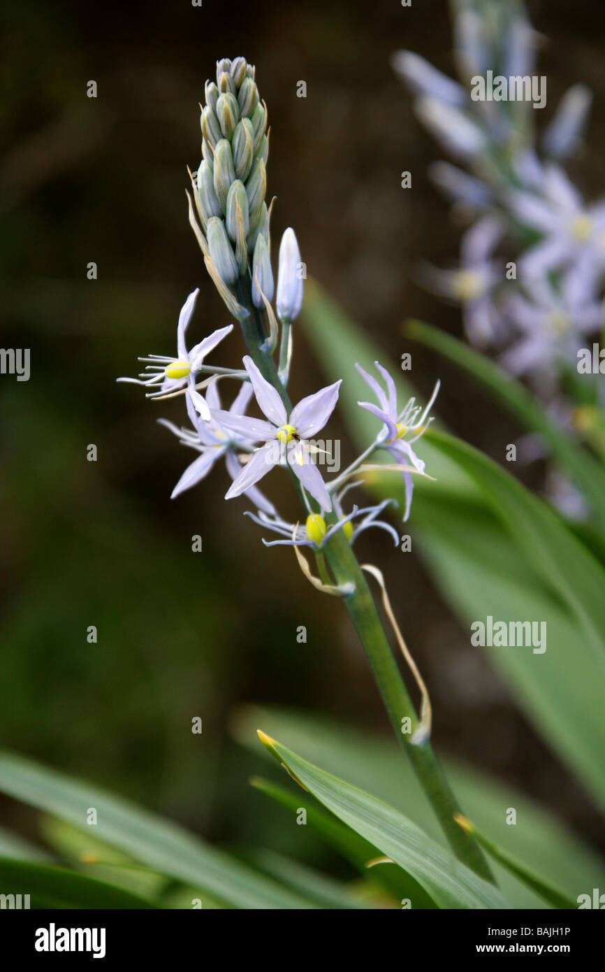 Gemeinsamen Camas oder Cusick ist Camas, Camassia Cusickii, Agavaceae, Kalifornien und östlichen Oregon, USA, Nordamerika Stockfoto
