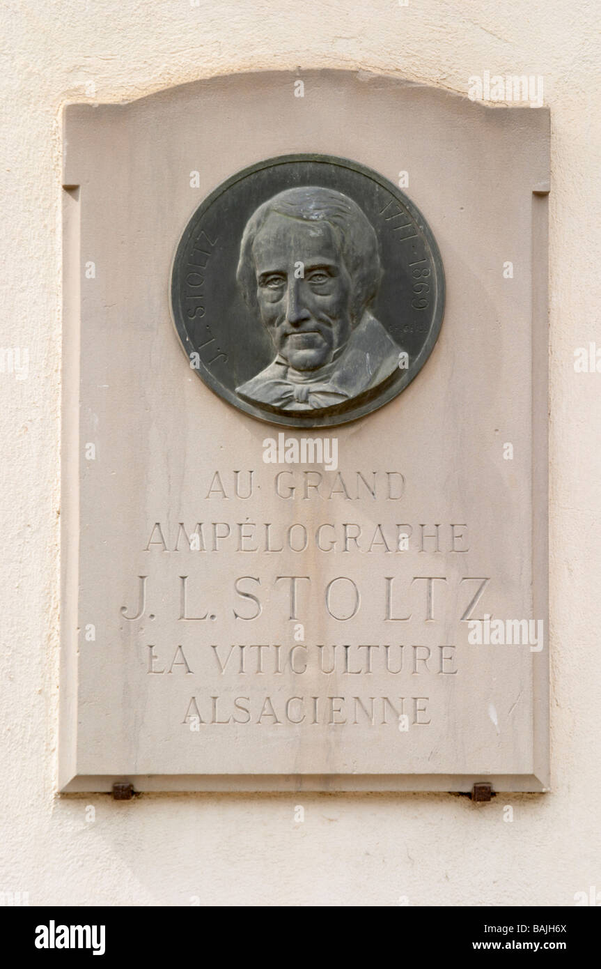 JL Stoltz Ampelographer Andlau Elsass Frankreich Stockfoto