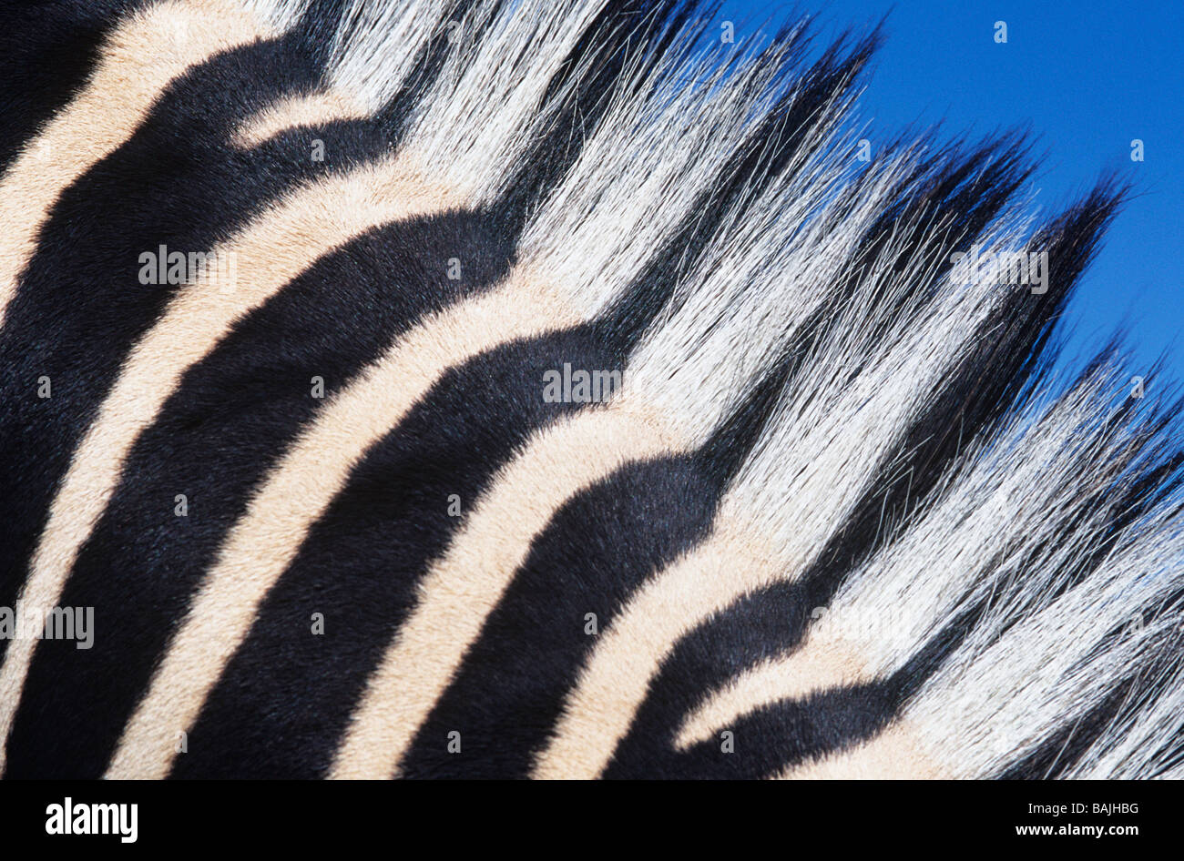Zebras Maine, Nahaufnahme Stockfoto