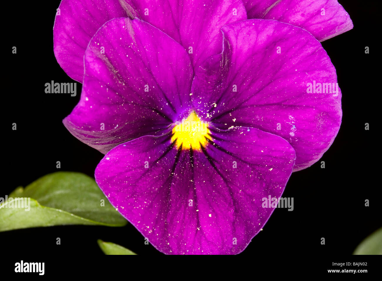 Blume Abstrakt Stockfoto