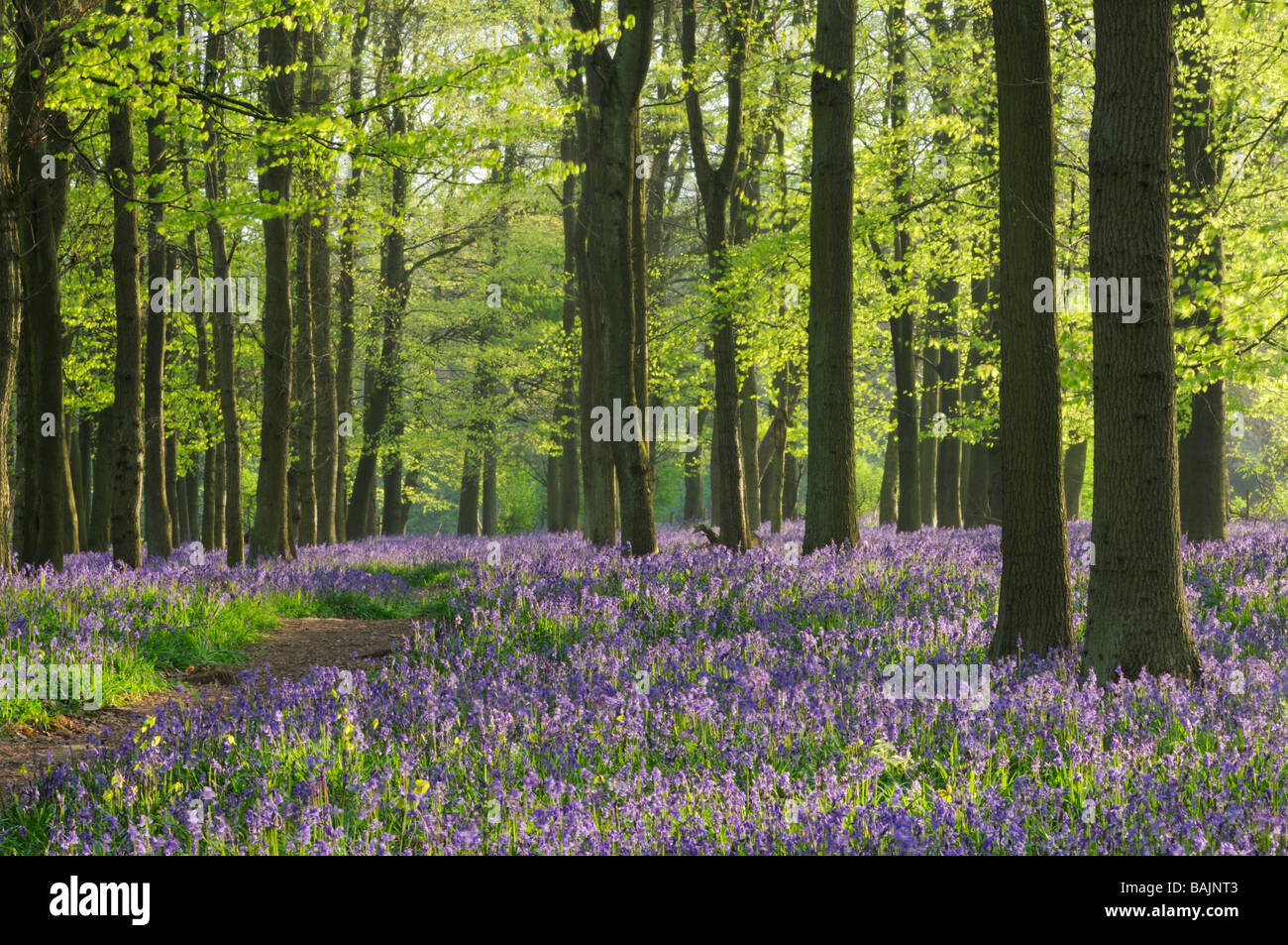 Dockey Holz, Ashridge Anwesen, Hertfordshire, England, UK Stockfoto