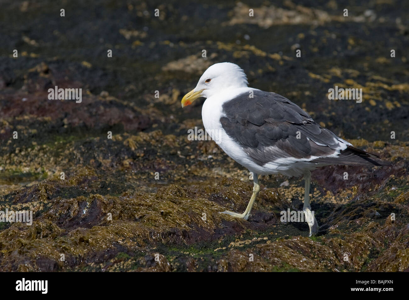 Kelp Gull Larus Dominicanus am Boulder Beach Simons Town-Südafrika Stockfoto