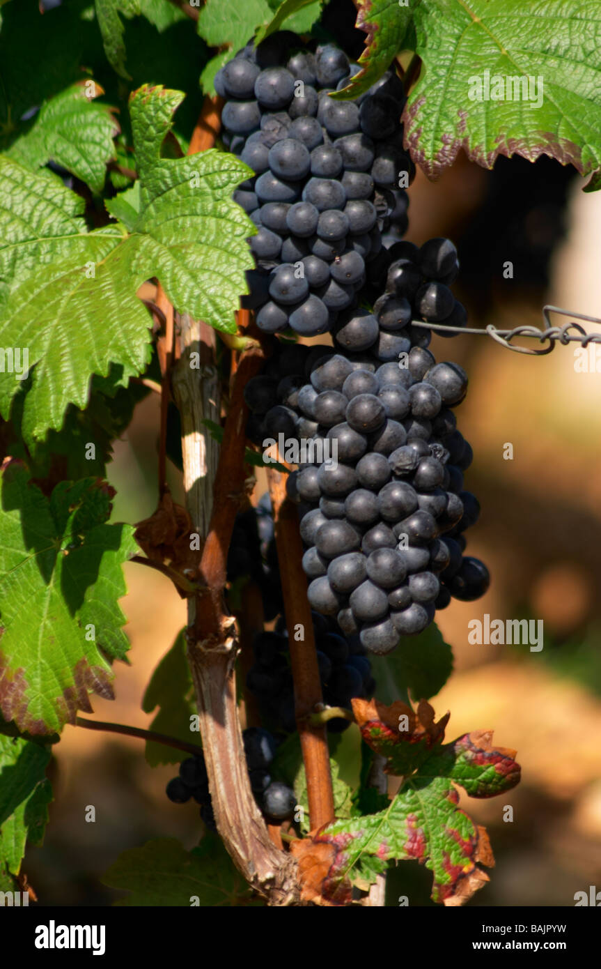 Pinot Noir Chambertin Clos de Beze gc Gevrey-ch Côte de Nuits Burgund Frankreich Stockfoto