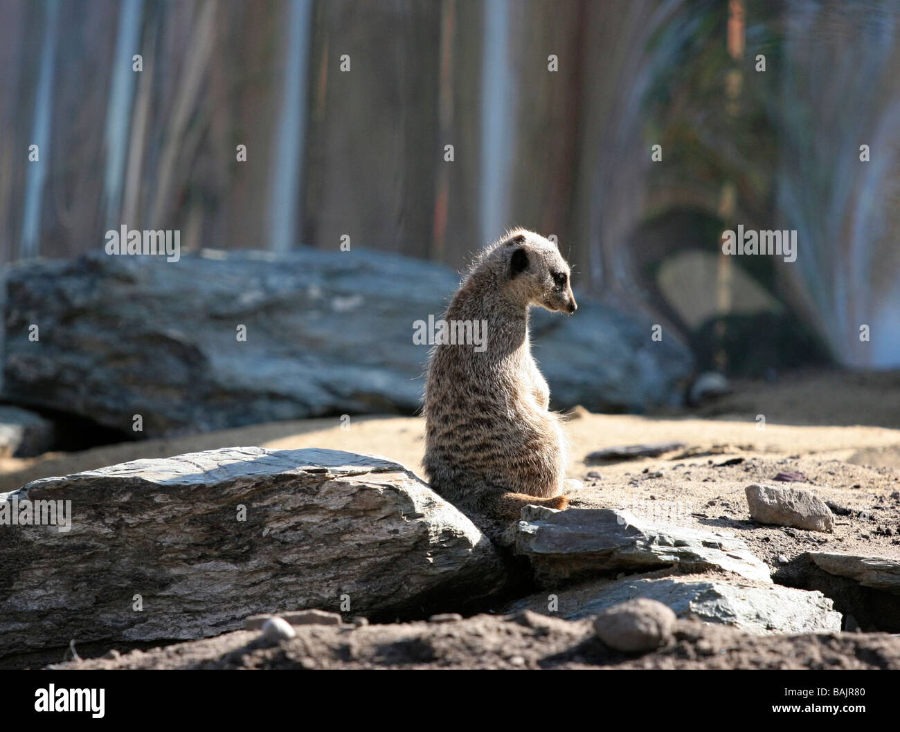 Erdmännchen im Zoo von Granby, östlich von Montreal Stockfoto