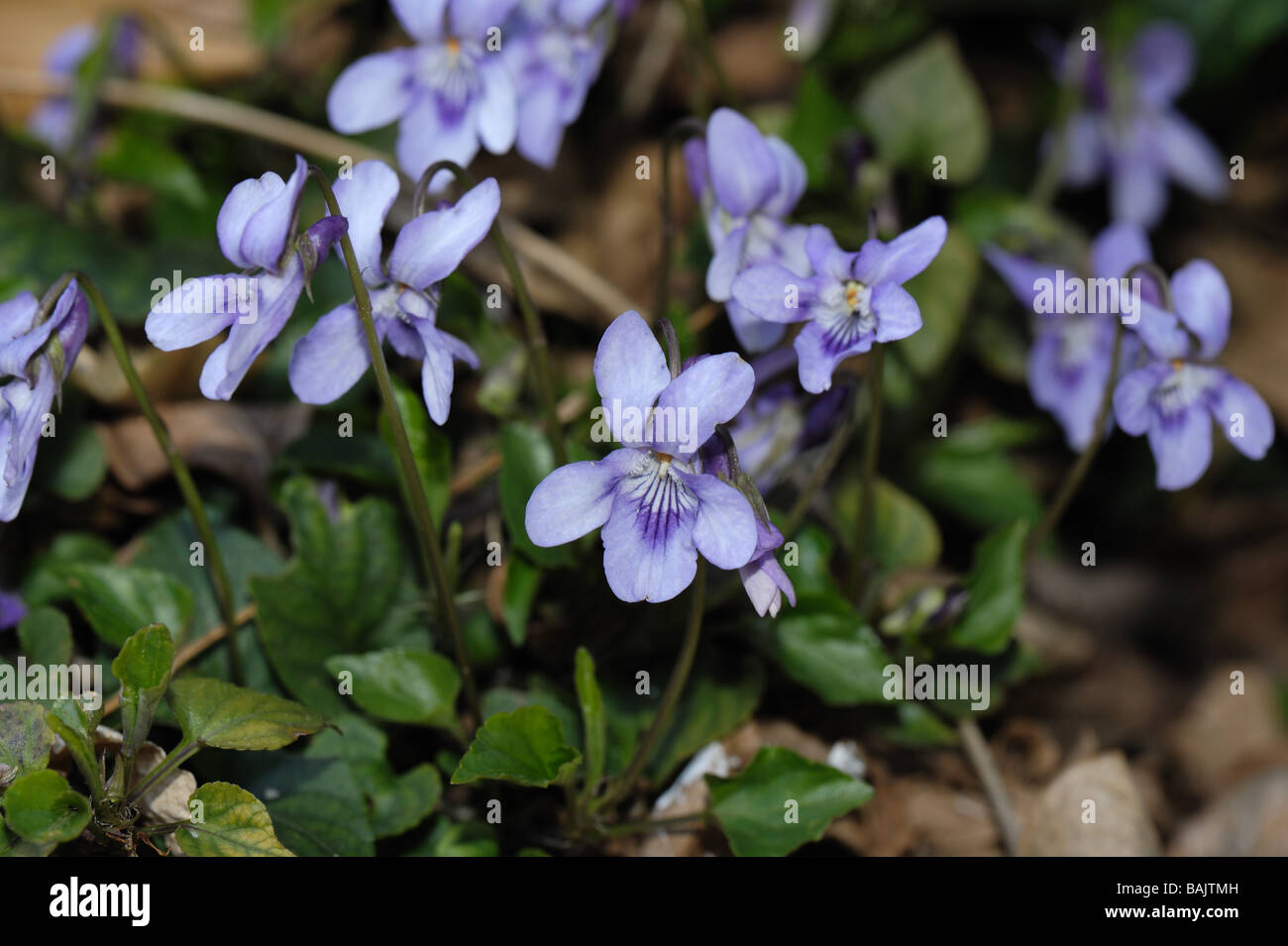 Heide Hund violett Viola Canina blühende Pflanze Stockfoto