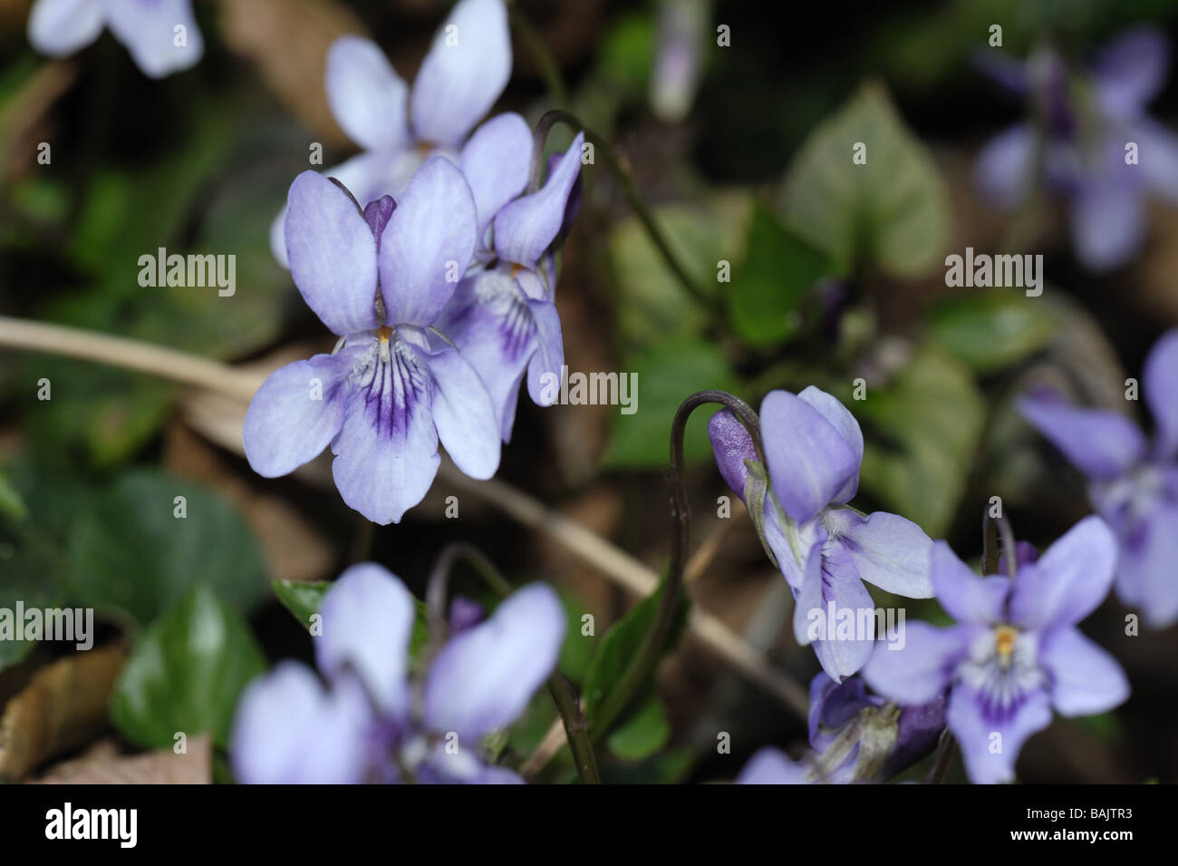 Heide Hund violett Viola Canina blühende Pflanze Stockfoto