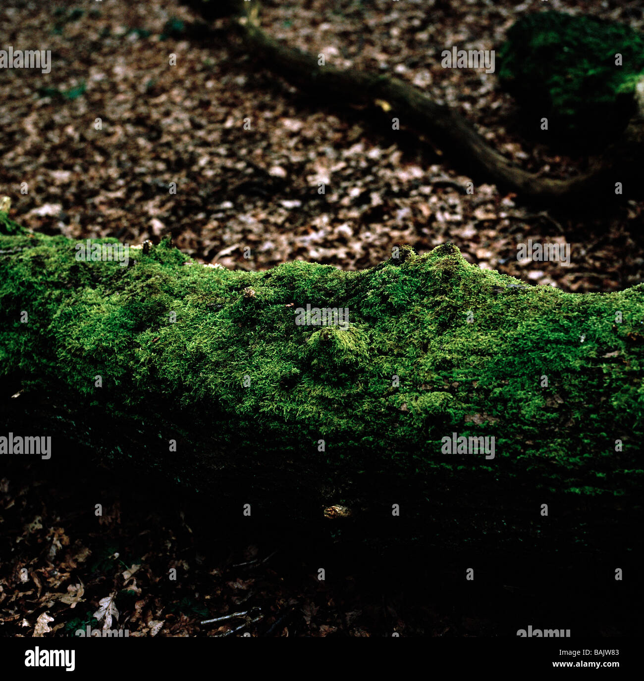 Moos bedeckt Anmelden Queen's Holz, Highgate, London Stockfoto